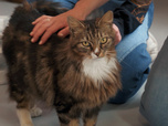 Replay Chiens et chats sans collier - Deuxième chance, premiers liens