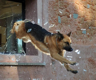 Replay Rex, chien flic - Lisa et Thomas
