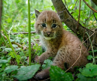 Replay Les bébés lynx et moi - En route vers la liberté