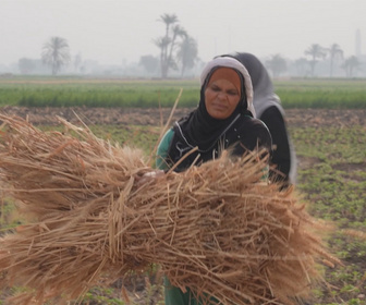 Replay Focus - Égypte, les petites mains du secteur agricole