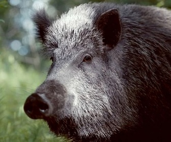 Replay Sanglier, la bête noire - Mondes sauvages