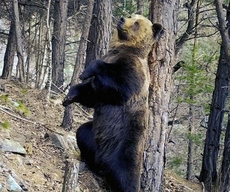 Replay Des ours et du sport - Les mille facettes des Pyrénées