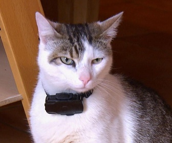 Replay La vie secrète des chats - S2E6 - Mon chat est amoureux