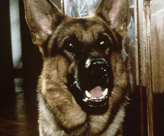 Replay Rex, chien flic - 17/07/2026