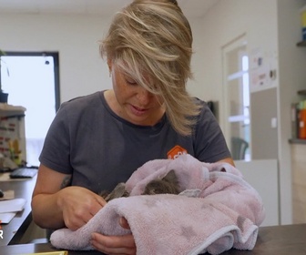 Replay Animaux à adopter - Schumacher et Prosper les craintifs, Aïko et Andy les chatons venus de Martinique