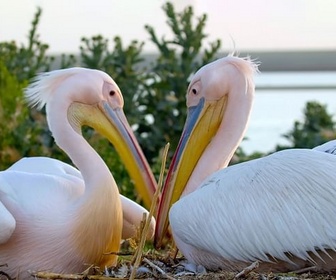 Replay Le mystère de l'île aux pélicans