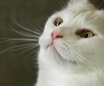 Animaux à adopter replay