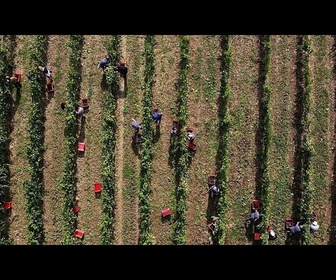 Replay Les vignobles hongrois menacés par l'explosion d'une maladie grave de la vigne