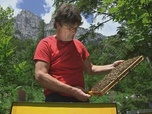Replay Slovénie, le refuge de l'abeille carniolienne - Les maîtres des abeilles
