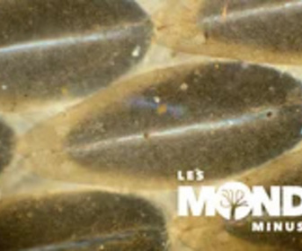 Replay Les Mondes Minuscules - 25/01/2025