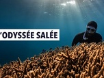 Replay L'odyssée salée - Épisode 3 - De la forêt aux récifs