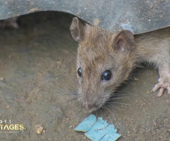 Replay Grands Reportages - Ces bestioles qui nous pourrissent la vie