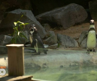Replay Une saison au zoo - S14 E44