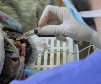 Replay Zoo: Le défi de demain - S3E4 - Des fissures inquiétantes