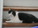 Replay La vie secrète des chats