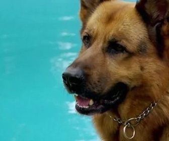 Replay Rex, chien flic - Journal intime