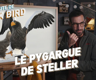 La minute de Max Bird replay