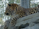 Replay Au coeur du zoo le plus beau du monde - S2E8 - Potamochère et gazelle