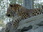 Replay Au coeur du zoo le plus beau du monde