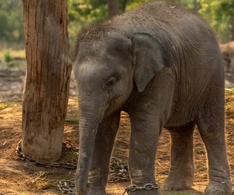 Replay Naissances extraordinaires au zoo - S1E1 - Éléphanteau, babiroussa et manchots