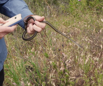 Replay Au coeur du zoo le plus beau du monde - S1E8 - Un éléphant, ça trompe énormément