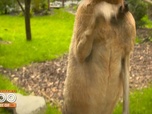 Replay Une saison au zoo - S14 E56