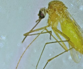 Replay Sciences & environnement - Espagne : nouveaux moustiques, nouvelles maladies