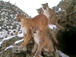 Replay Partir en chasse - Les pumas, furtifs félins du Montana