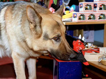 Replay Rex, chien flic - 28/08/2026