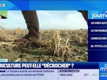 Replay Good Morning Business - Pire récolte de blé, production de fruits en baisse... La filière agricole française peut-elle décrocher?