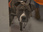 Replay Chiens et chats sans collier