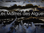 Replay Les maîtres des algues