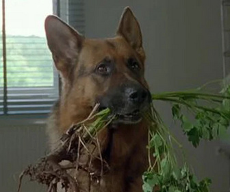Replay Rex, chien flic - La mort de Moser (1ère partie)