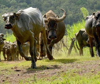 Replay Les buffles, l'avenir pour le Laos ? - 360° Reportage