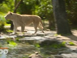 Replay Une saison au zoo - S13 E35