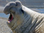 Replay Des voix qui portent - Le langage des animaux
