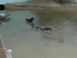 Replay Au cœur du zoo de New York - S1E4 - Une star est née