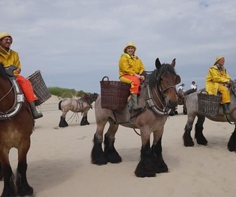 Replay Belgique - Les pêcheurs de crevettes à cheval