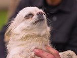 Replay L'hebdo des animaux - Episode 19