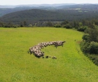 Replay Patrimoines de France - Bergers, gardiens des territoires