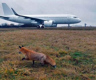 Replay Les animaux de l'aéroport