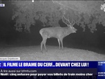 Replay L'image du jour - Il filme le brame du cerf juste devant chez lui, au début de la période de reproduction