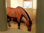 Replay Au galop ! - Des espoirs à Deauville