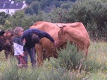 Replay Focus - L'installation agricole, un long parcours semé d'embûches