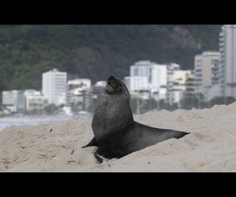 Replay No Comment : visite insolite d'une otarie sur la plage d'Ipanema