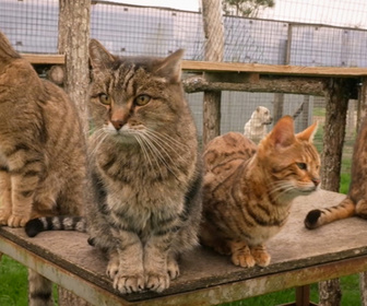 Replay La vie secrète des chats - S4E3 - La double vie de nos chats