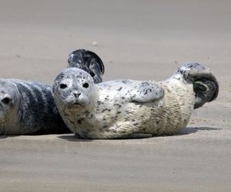 Replay Mer du Nord, sauvons les bébés phoques - GEO Reportage