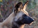 Replay Sur la piste des chiens sauvages d'Afrique - Bientôt la saison des pluies