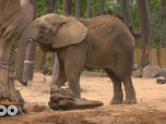 Replay Une saison au zoo - S13 E52