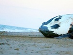 Replay Les dernières baleines franches